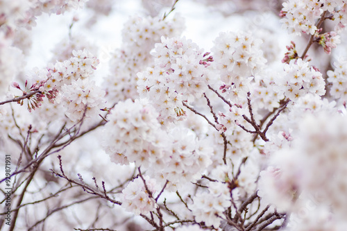 春に咲く満開の桜の花