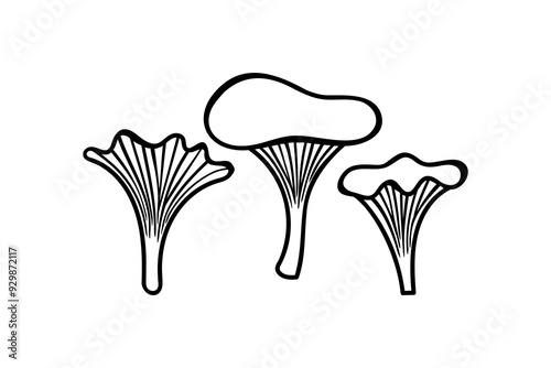 Chanterelle mushrooms, vector drawing illustration.