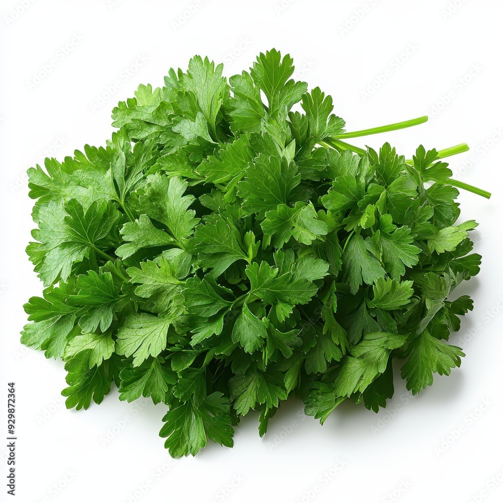 Fresh Green Parsley Sprigs Isolated on White Background Fresh Green Parsley Sprigs Isolated on White Background