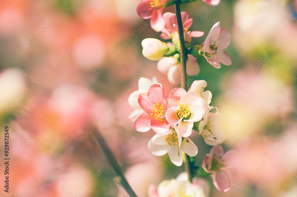春に咲く可愛い木瓜の花 春に咲く可愛い木瓜の花
