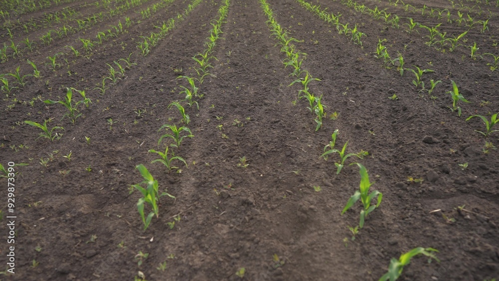 agriculture corn. green sprouts of corn in fertile black soil. agriculture business a farm concept. beautiful field of corn general plan lifestyle nature natural healthy food agriculture corn. green sprouts of corn in fertile black soil. agriculture business a farm concept. beautiful field of corn general plan lifestyle nature natural healthy food