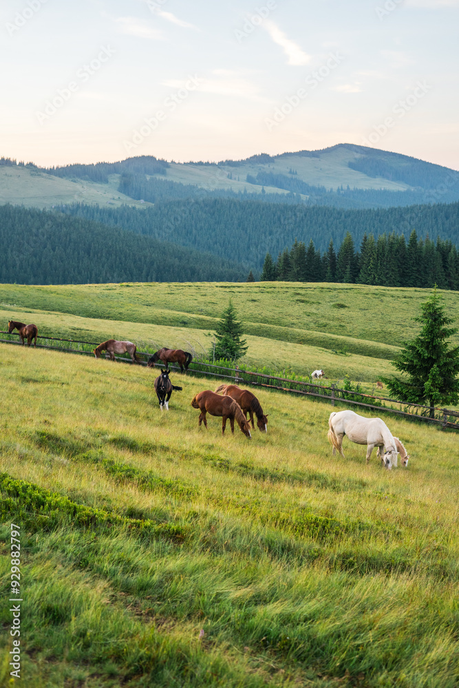 landscape in the mountains a horse grazes on the grass, on a sunny summer day mountain silhouettes,rays of the sun, wallpaper, poster, cover, nature of the Carpathian mountains, green, natural beauty landscape in the mountains a horse grazes on the grass, on a sunny summer day mountain silhouettes,rays of the sun, wallpaper, poster, cover, nature of the Carpathian mountains, green, natural beauty