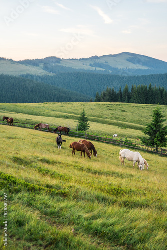 landscape in the mountains a horse grazes on the grass, on a sunny summer day mountain silhouettes,rays of the sun, wallpaper, poster, cover, nature of the Carpathian mountains, green, natural beauty