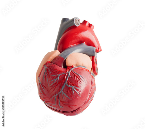 Heart human model isolated on white background with clipping path copy space, Cardiovascular disease CDV. photo