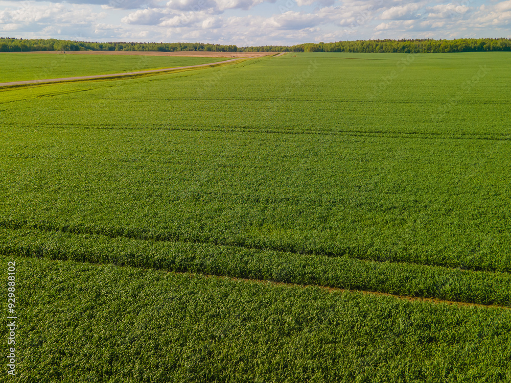 Fototapeta premium Drone view of the forest and fields, top view and blue sky on a sunny summer day