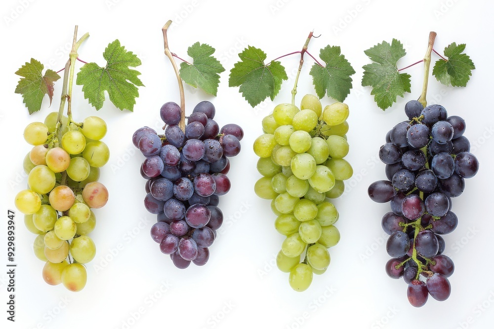 Three Bunches of Grapes. Three Bunches of Grapes.
