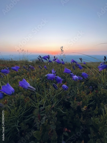 Forest bells in the Carpathian mountains photo