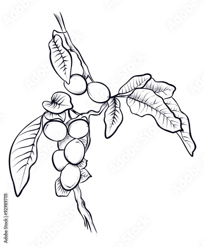 black and white hand-drawn walnut branches with fruits illustration