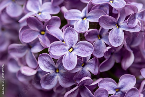 Close-up of vibrant purple lilac flowers in full bloom with yellow centers and green leaves