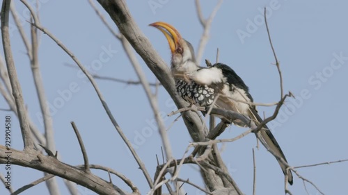 a yellow-billed hornbill scratches its head while perched in a tree at pilanesberg national park in south africa photo