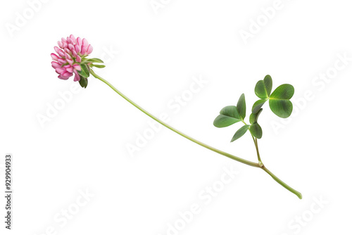 Pink Clover Flower #929904933