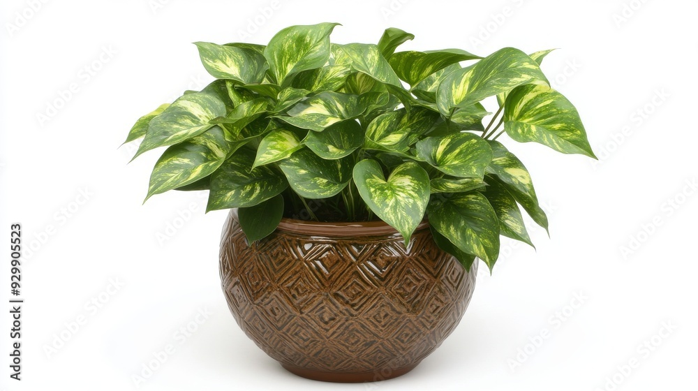 Fototapeta premium Plant in a transparent pot, isolated on a transparent background