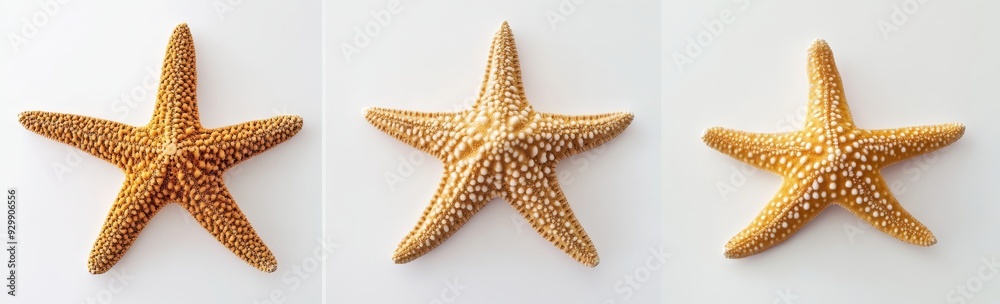 Isolated collection of common red starfish on transparent background Isolated collection of common red starfish on transparent background