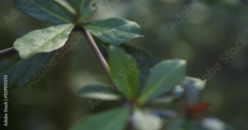 Terminalia buceras or Black Olive. Natural green leaves background texture photo