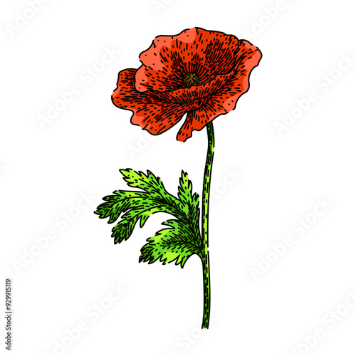 red poppy hand drawn. seeds petals, garden bloom, plant nature red poppy vector sketch. isolated color illustration