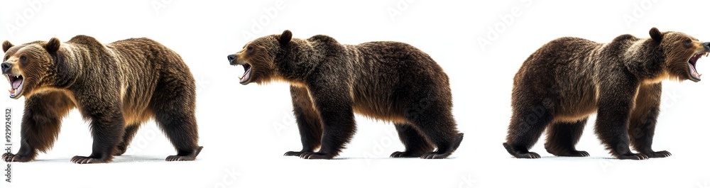 Fototapeta premium Black and white set of grizzly brown bears roaring, isolated on a transparent background