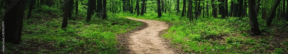 Winding path through a lush forest during daytime Winding path through a lush forest during daytime