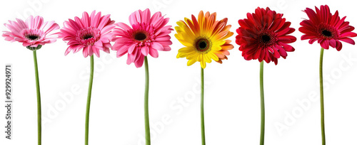 Colorful Gerbera Daisies Row