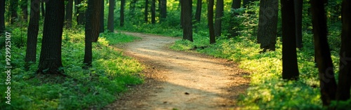 A winding path through a lush green forest on a sunny day