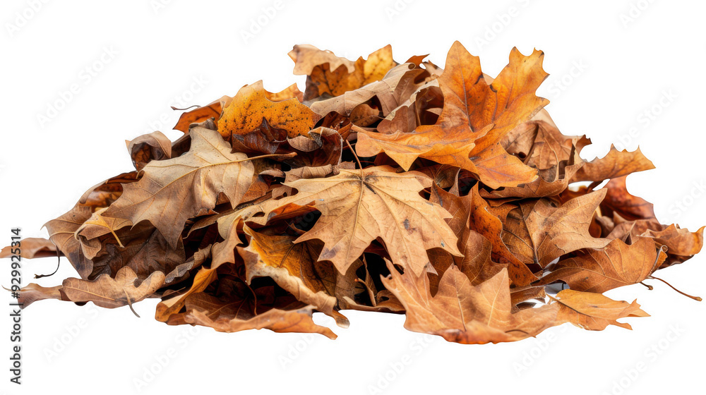 Pile of Dry Autumn Leaves Pile of Dry Autumn Leaves