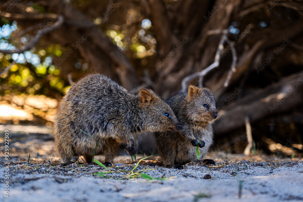 Fototapeta premium Quokka family on Rottnest island 