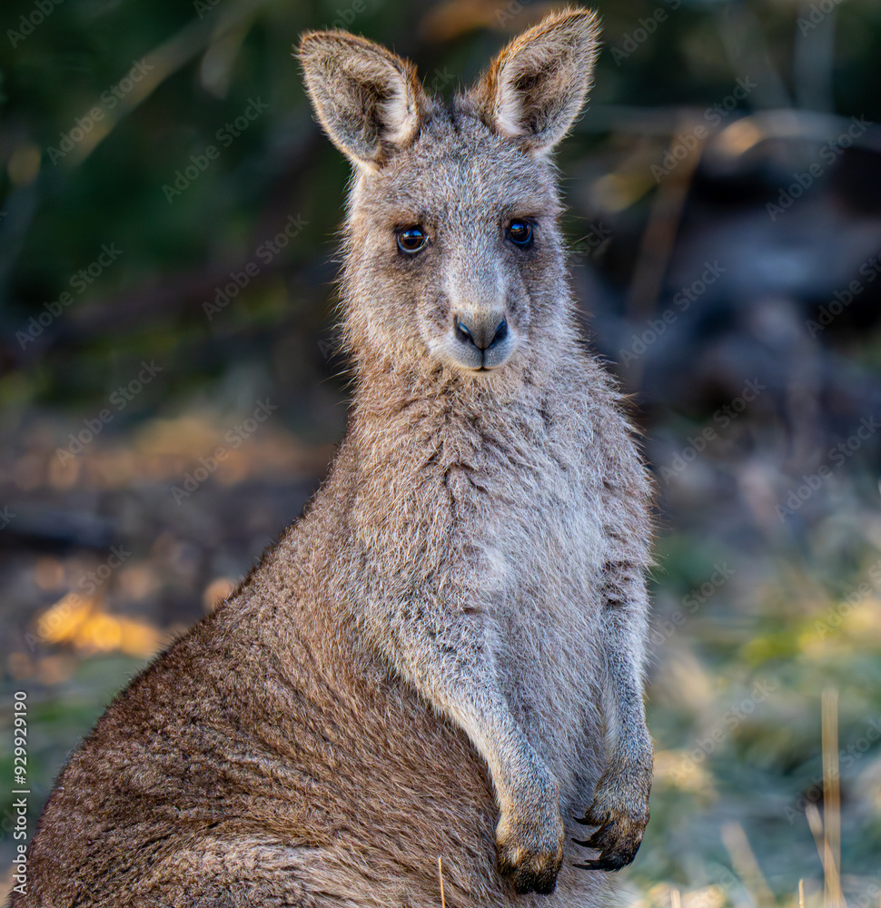 Cute kangaroo Cute kangaroo