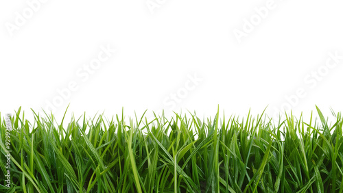 Closeup panorama banner of a meadow with green grass isolated on a transparent background PNG.