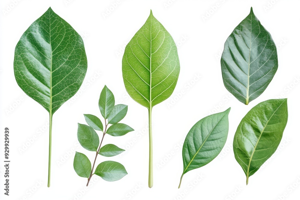 Transparent background with tropical green leaves Transparent background with tropical green leaves