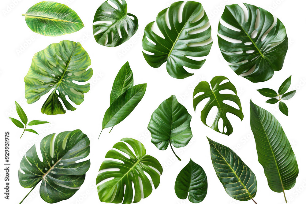 Tropical Leaves Collection Tropical Leaves Collection