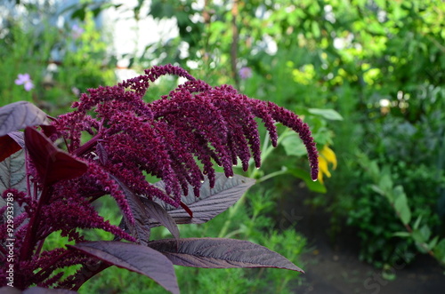 Amaranthus cruentus branch in the garden after rain photo