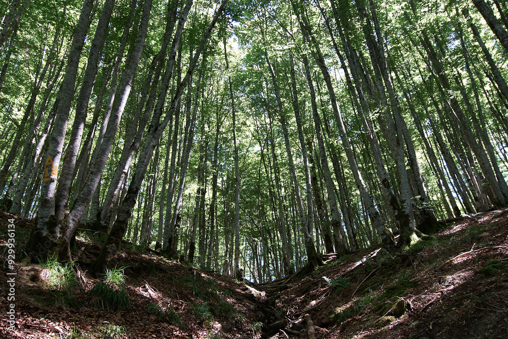 Obraz premium View of the Irati forest