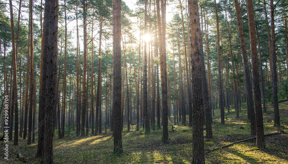 Obraz premium A forest with trees in the foreground and background