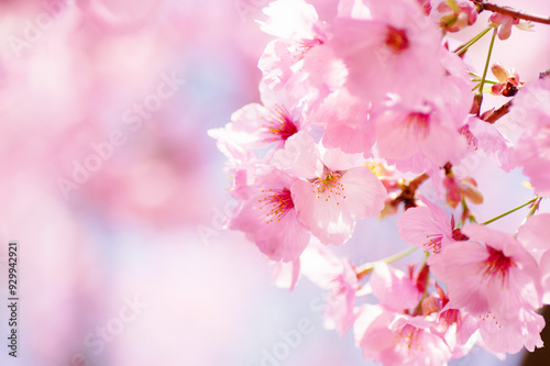 満開の美しいピンクの桜 photo