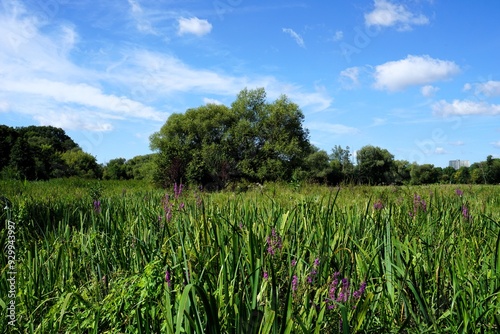 Violetter Flieder blüht auf einer schönen grünen Wiese unter klaren blauem Himmel in den Tiefwerder Wiesen in Berlin Spandau; Panorama bei einer Wanderung an einem sonnigen Tag photo