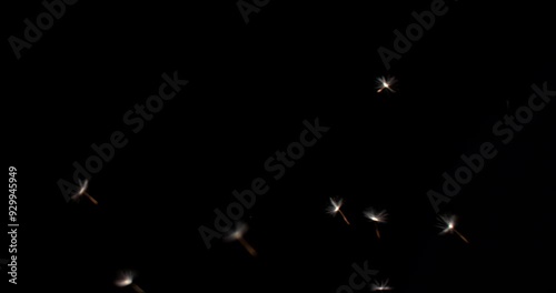 4K macro dandelion puffball spores parachute flakes are blown and flying across the black screen in super slow-motion footage shot with an extremely high-speed camera.