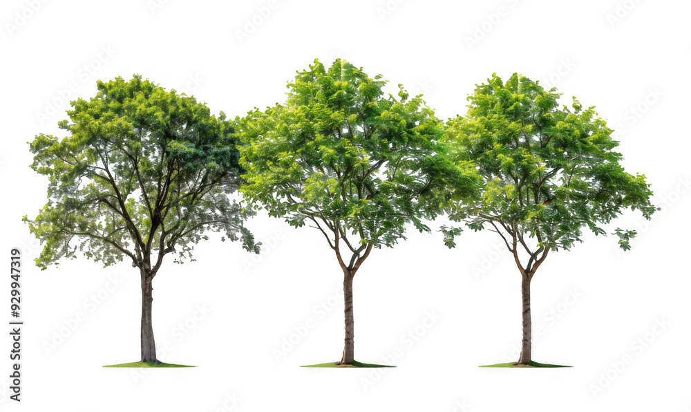 Tall Trees with Green Leaves Tall Trees with Green Leaves
