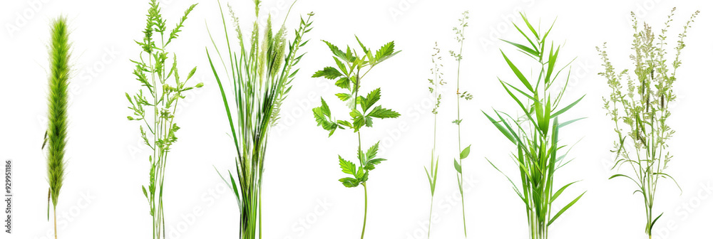 Variety of Tall Green Grasses Variety of Tall Green Grasses