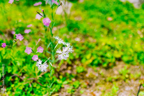 flowers