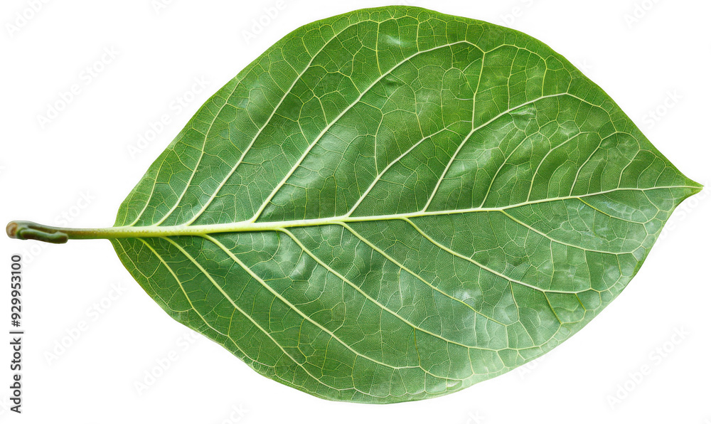 Obraz premium Single Large Green Leaf