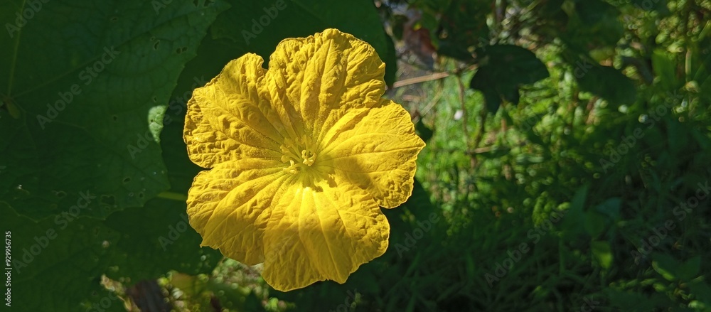 Flower at morning sunlight and shadow Flower at morning sunlight and shadow