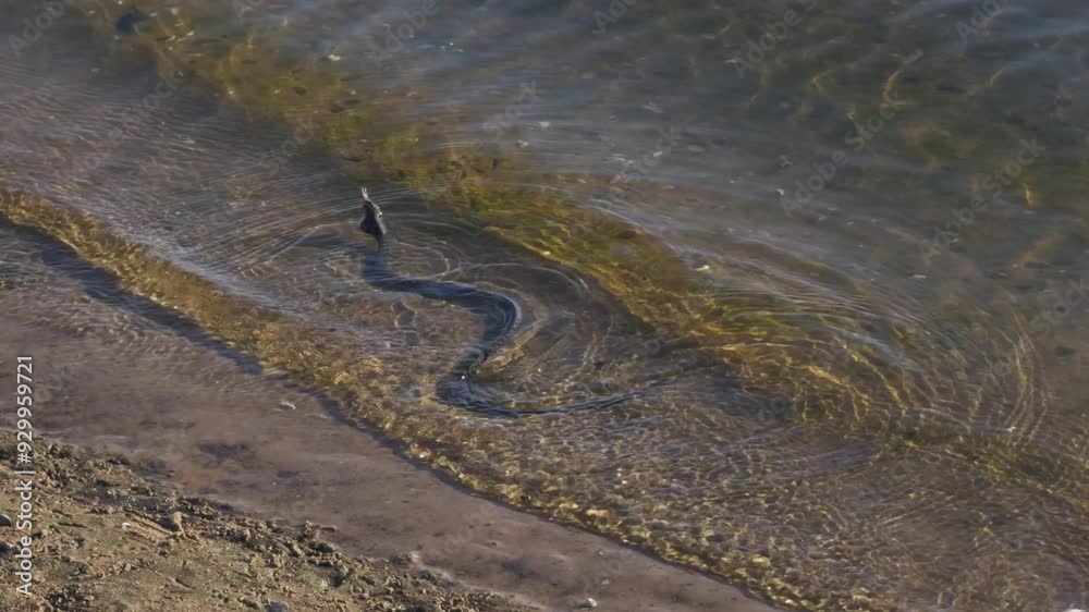 River snake with prey in its mouth on river bank.