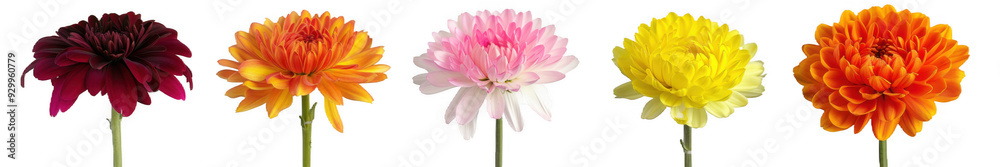 Row of Colorful Chrysanthemum Flowers Row of Colorful Chrysanthemum Flowers