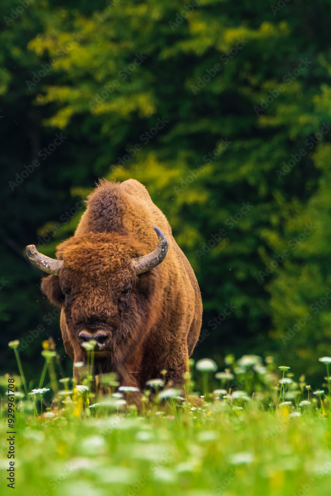 Fototapeta premium european bison in the field