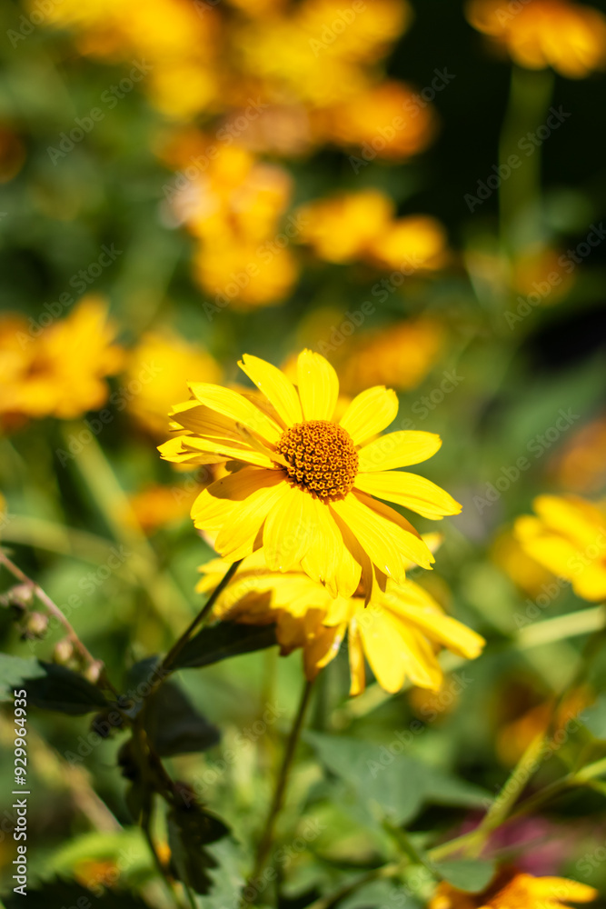 A beautiful bunch of vibrant yellow flowers are growing in a lovely garden A beautiful bunch of vibrant yellow flowers are growing in a lovely garden