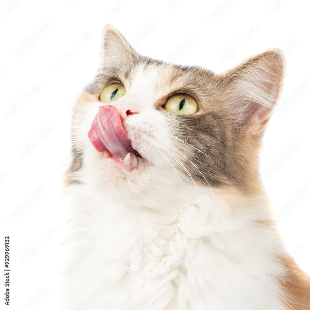 Obraz premium Fluffy long hair cat sitting isolated on the white background