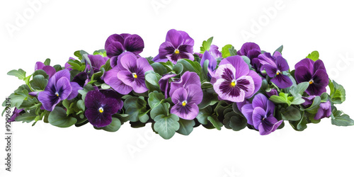 Purple Pansy Arrangement