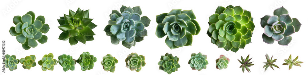Obraz premium Variety of Succulents Top View