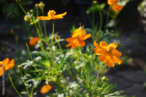 Orange flowers in the garden, outdoors