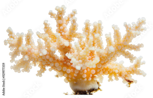 Branching Coral with Detailed Polyps