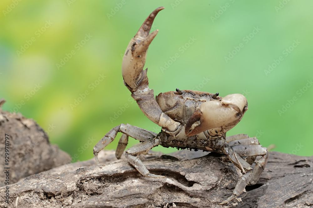 A field crab shows an expression ready to attack. This animal has the scientific name Parathelphusa convexa. A field crab shows an expression ready to attack. This animal has the scientific name Parathelphusa convexa.